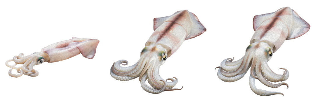 Squid isolated on white background, common squid, Loligo vulgaris, ocean cephalopod, marine squid, squid tentacles, underwater squid photography, squid closeup, deep sea squid, squid macro photo