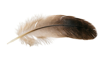 Brown and beige feather isolated PNG on transparent background, soft plumage detail for design and decorative elements © Andrei