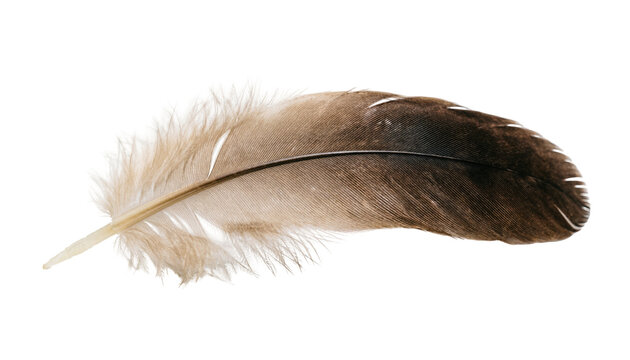 Brown and beige feather isolated PNG on transparent background, soft plumage detail for design and decorative elements