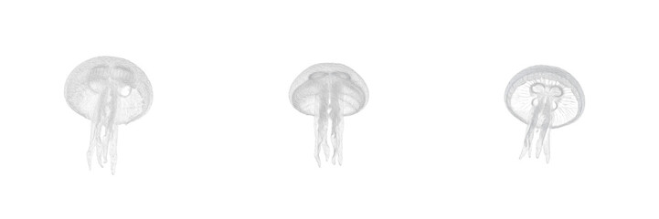 Moon jellyfish isolated on white background, Aurelia aurita, common moon jellyfish, marine invertebrate, underwater jellyfish photography, soft-bodied ocean animal, tentacle macro, ocean wildlife phot © dakarid