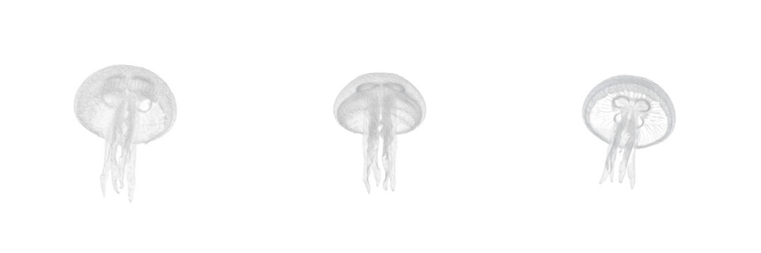 Moon jellyfish isolated on white background, Aurelia aurita, common moon jellyfish, marine invertebrate, underwater jellyfish photography, soft-bodied ocean animal, tentacle macro, ocean wildlife phot