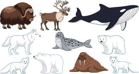 Arctic and Northern Animals Cartoon Set with Polar Bear Walrus Seal Orca Reindeer and Musk Ox Vector Illustration © Md