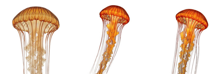 Lion’s mane jellyfish isolated on white background, Cyanea capillata, Arctic lion’s mane jellyfish, marine invertebrate, underwater jellyfish photography, soft-bodied ocean animal, tentacle closeup, o © dakarid