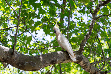 Obraz premium A cockatoo sitting in a tree in Australia
