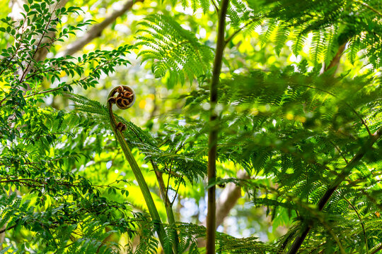 Abstract picture of a fern in a deep forest
