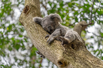 Sleeping koala resting comfortably on a eucalyptus tree branch with sharp claws visible © dsArt Stock