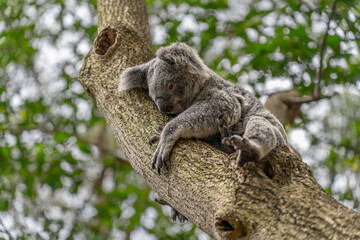 Fototapeta premium Australian koala with open eyes looking down while perched on a eucalyptus tree branch