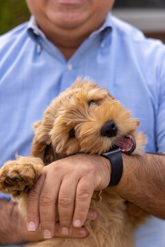 Dad with New Puppy