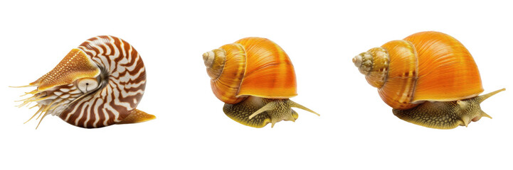 Sea snail isolated on white background, Gastropoda, marine snail, underwater mollusk, soft-bodied marine animal, ocean wildlife photo, snail closeup, ocean ecosystem, marine invertebrate, shell macro © dakarid