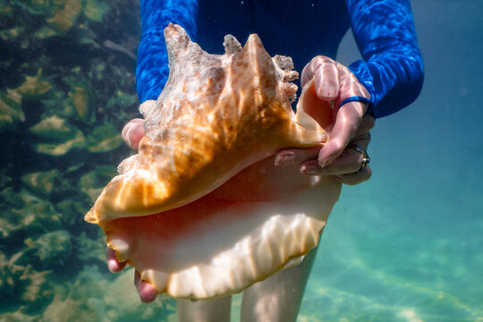 Large Caribbean Queen Conch Shell in Ocean