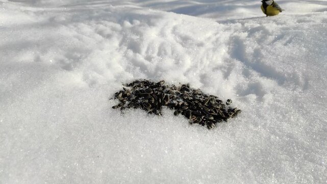 Sparrows and food in the snow