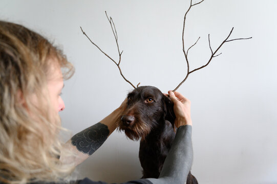 Cute German wirehaired pointer 