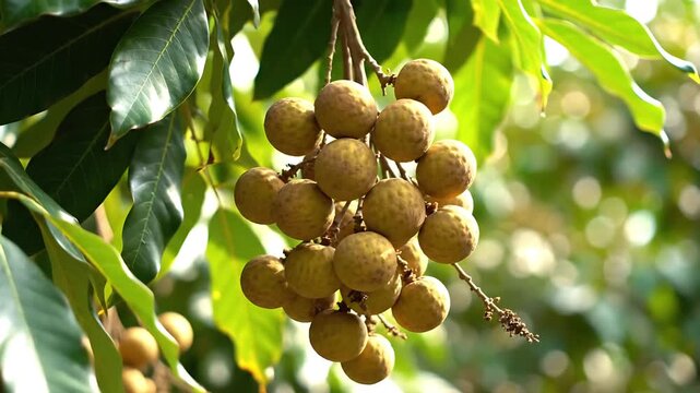 Longan fruit clusters hanging on a tree branch, capturing the beauty of nature's bounty. The longans are round and have a light brown color, with green leaves