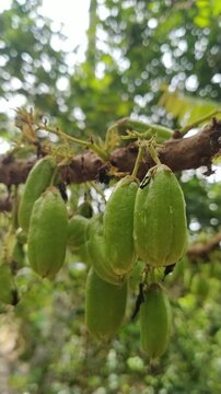 Fresh Averrhoa bilimbi fruits growing on tree branch in tropical garden