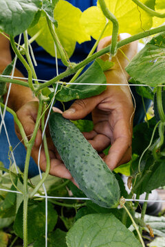 Handpicking Fresh Cucumber From Vine