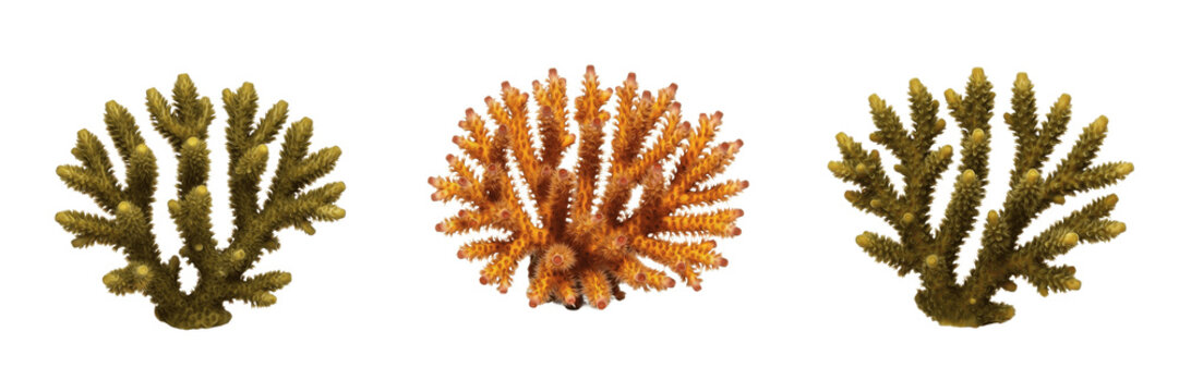 Fire coral isolated on white background, Millepora, marine fire coral, stinging coral, reef organism, ocean wildlife photo, coral closeup, ocean ecosystem, marine invertebrate, aquatic wildlife