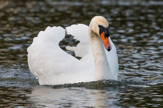 Mute Swan Swimming On Lake - _S5A2817