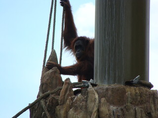 orangutan in perch © Michelle