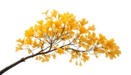 Fototapeta premium Isolated single golden ginkgo tree branch, fan-shaped yellow leaves, clear view, transparent background