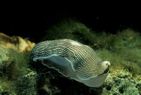 Nudibranch, Armina tigrina