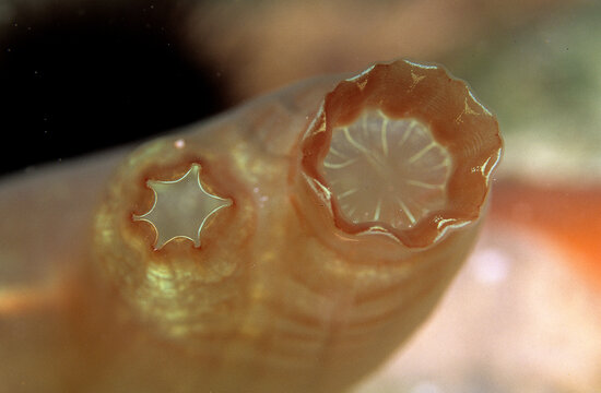 Sea squirt, Tunicates, Ascidian Ascidia mentula, Capo Caccia, Alghero, Sardinia, Italy