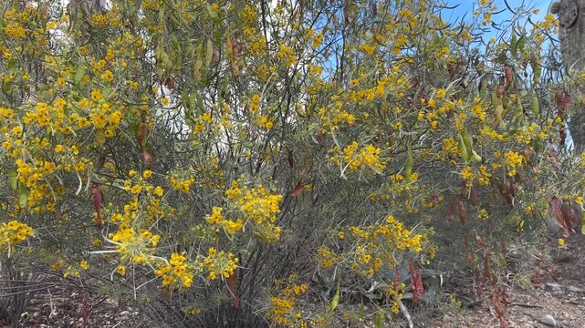 Silver senna plant - Senna artemisioides - blowing in a breeze in the desert of Arizona.