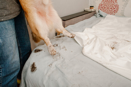 A dog with dirty paws.