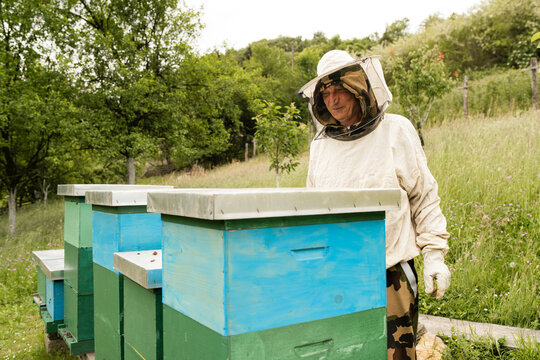 The Caretaker of Bees: A Quiet Moment in Nature