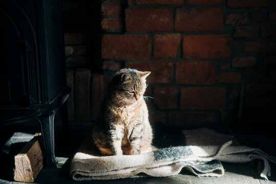 Serene Cat Enjoying Sunlight by Wood Stove