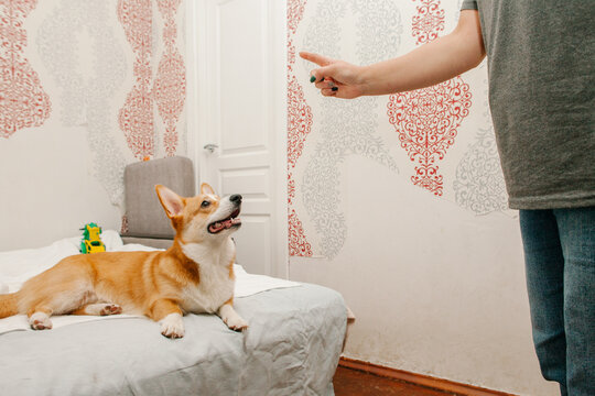 The dog is lying on the bed. 