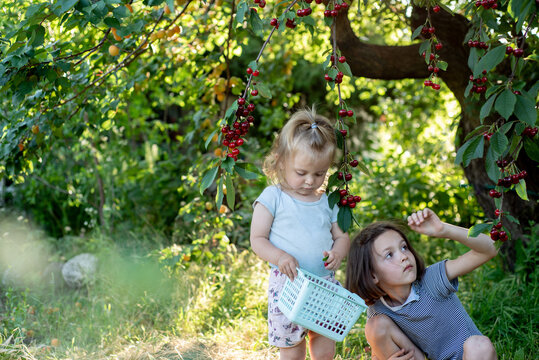 Two children picking red cherries from a tree in the garden