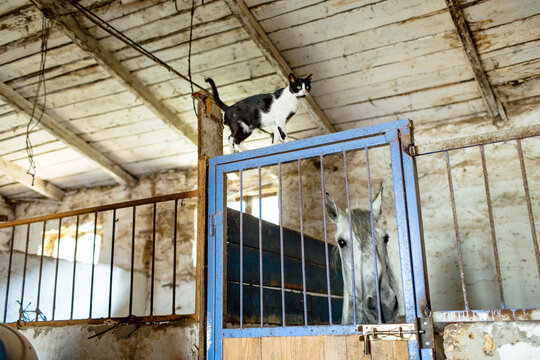 
cat and horse in the stable
