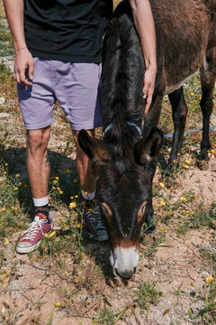 Man gently standing with donkey in sunny field 
