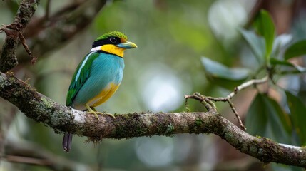 Fototapeta premium Colorful long-tailed broadbill bird perched on a tree branch in lush forest, showcasing exotic wildlife and tropical bird species in natural habitat