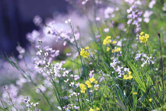 光に照らされる野草と菜の花