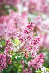 Obraz premium Blooming lilac branch with green background. Springtime botanical concept.