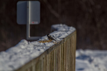 Chickadee on a railing © Mike