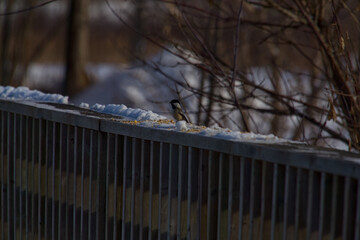 Chickadee on a railing © Mike