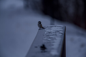 Chickadee on a railing  © Mike