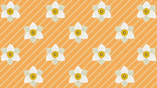 Floral Animated Background. Moving Pattern with White Daffodil Flowers. Spinning Falling Spring Flowers on Yellow White Striped Background