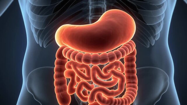 A medical illustration showcasing the human digestive system, highlighting stomach and intestines