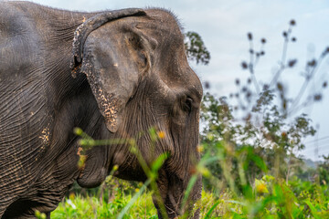 Naklejka premium Close-up profile of elderly Asian elephant with wrinkled skin grazing in Krabi