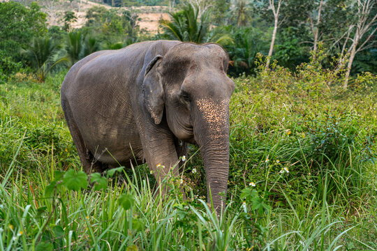 Close-up of an Asian elephant grazing in a field along a rural road in Krabi