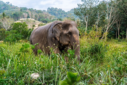 Majestic old Asian elephant grazing peacefully in a lush field in Krabi, Thailand