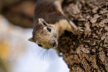 Fototapeta premium Close-up portrait of a curious Finlayson's squirrel on a tree trunk in Chatuchak Park, Bangkok