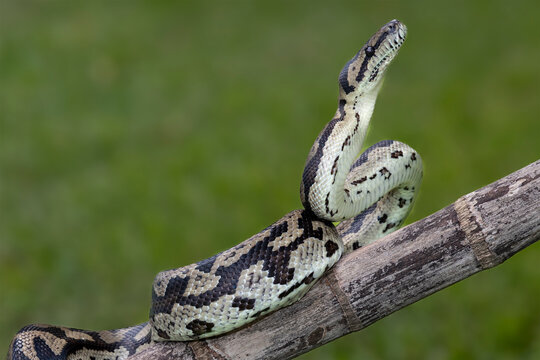 Close up of an Australian Jungle Carpet Python