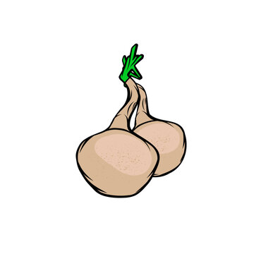 jicama, a crispy tuber rich in water vector illustration