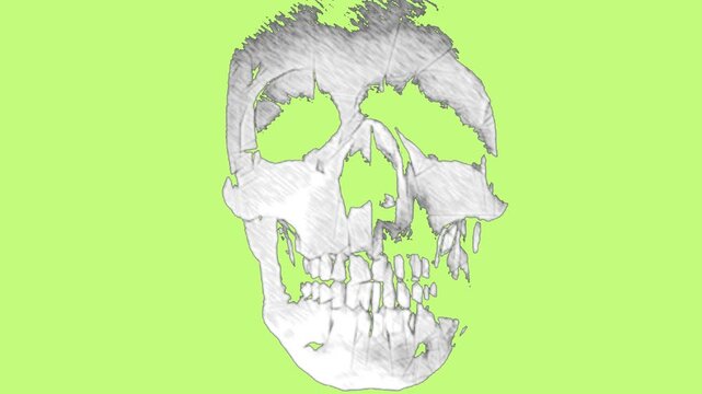 vector illustration of a human skull