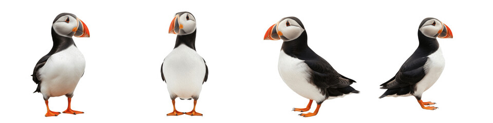 Set and collection of colorful Atlantic puffins, beautiful sea birds with orange beaks for marine wildlife and arctic nature environment design, isolated on white transparent PNG background © worldwild