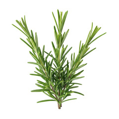 Obraz premium Small vibrant emerald green bunch of fresh rosemary sprigs with dewy leaves, arranged against a transparent studio background with copy space, natural seasoning concept
